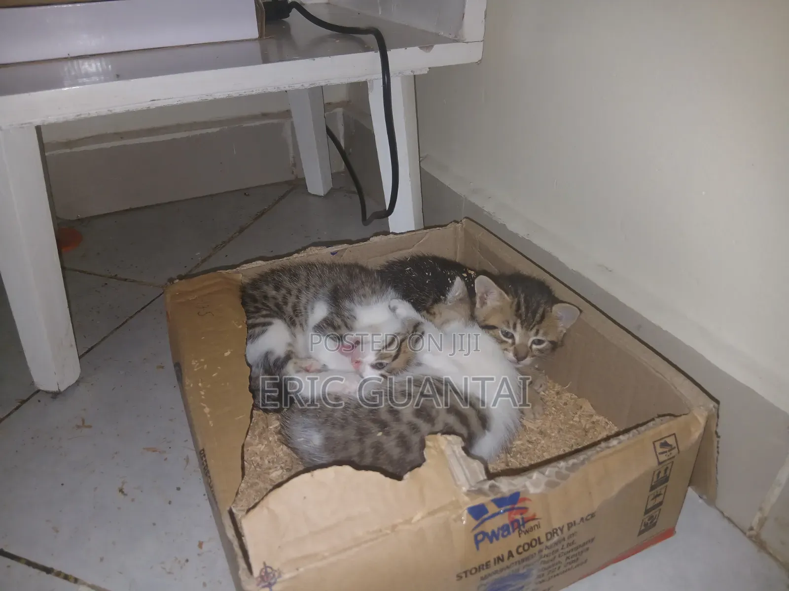 0-1 month Male Purebred British Shorthair