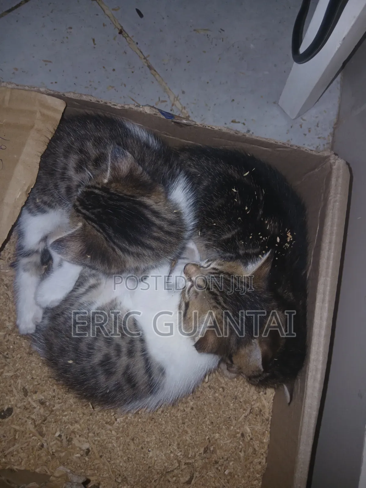 0-1 month Male Purebred British Shorthair