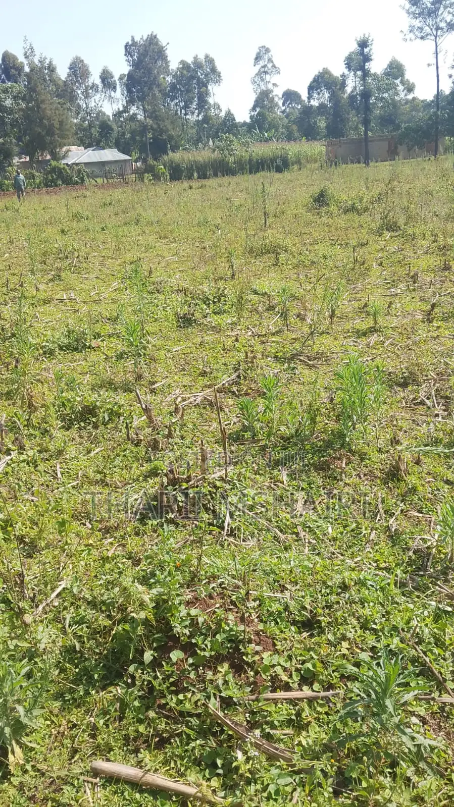 Shamba Onsale Lugulu Western Kenya 6 Plots Available