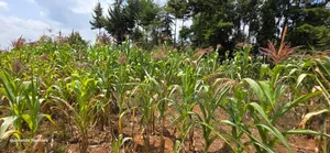 1⁄2 Acre for Sale in Kiplombe Eldoret