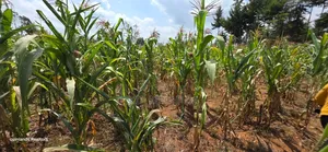 1⁄2 Acre for Sale in Kiplombe Eldoret