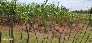 1⁄2 Acre for Sale in Kiplombe Eldoret