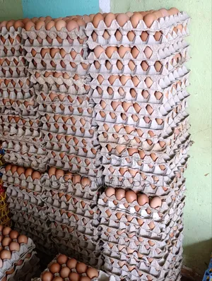 Eggs Tray 430/-