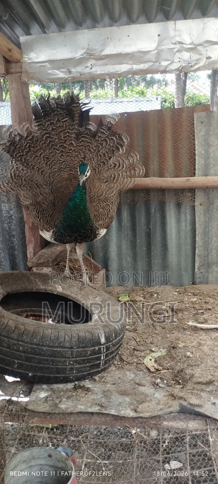 1 Yr Old Peacock