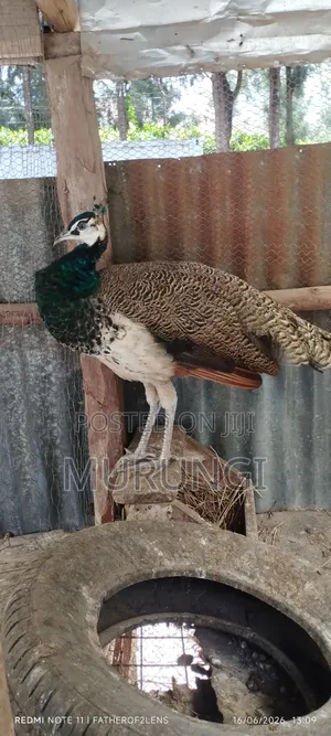 1 Yr Old Peacock
