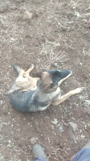 1+ year Male Purebred German Shepherd