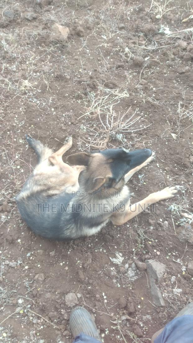 1+ year Male Purebred German Shepherd - main view