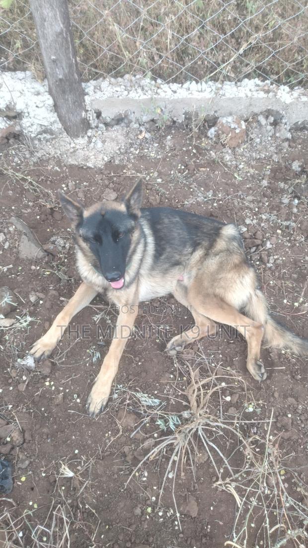 1+ year Male Purebred German Shepherd - thumbnail 3