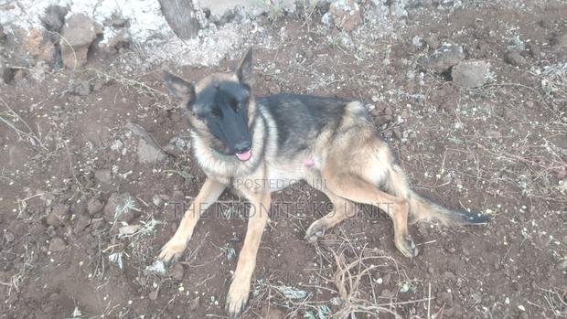 1+ year Male Purebred German Shepherd - thumbnail 2