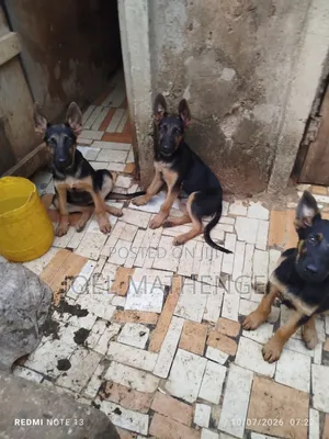 3-6 months Female Purebred German Shepherd