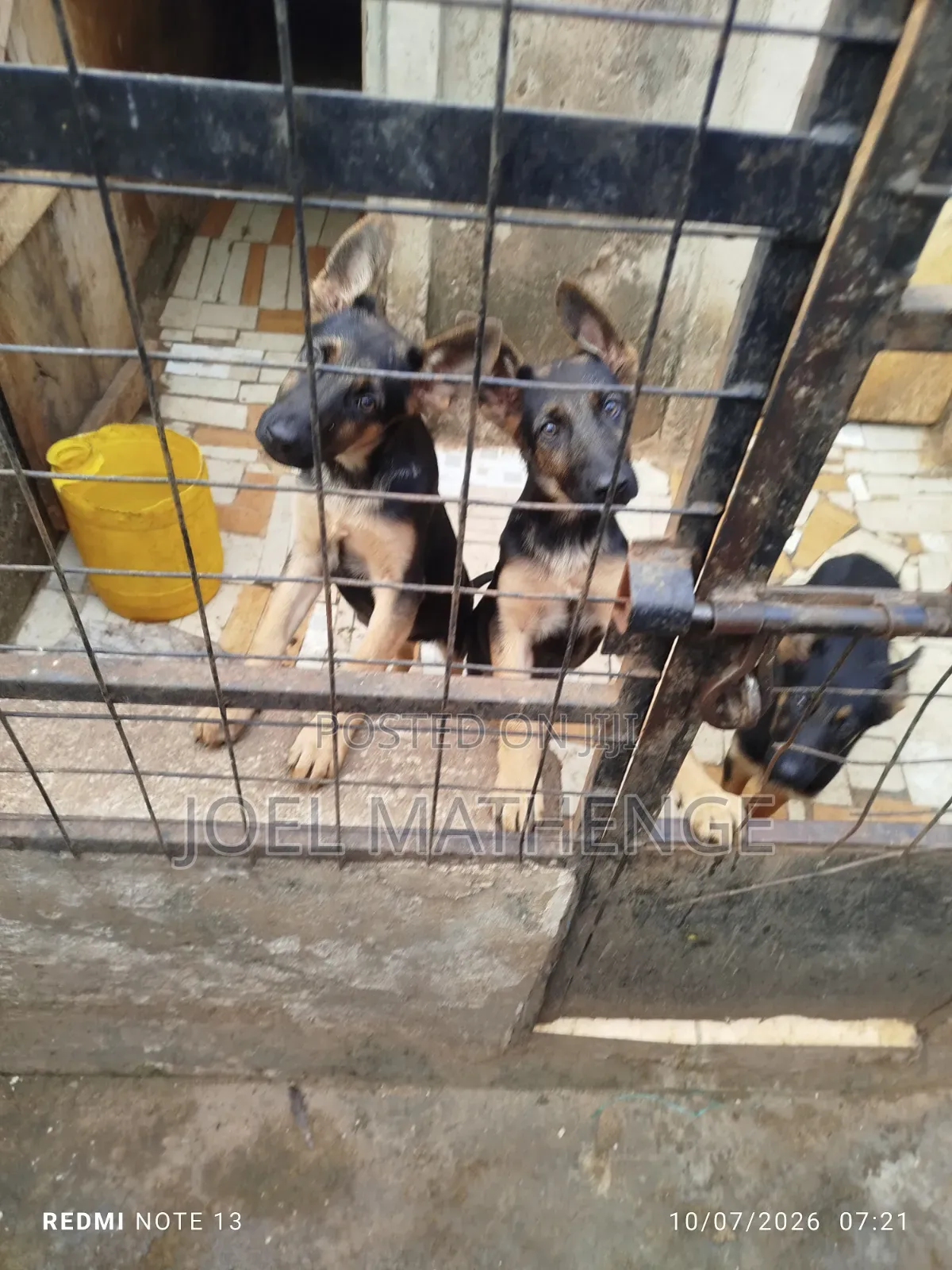 3-6 months Female Purebred German Shepherd