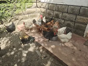 Improved Kienyeji Chicken