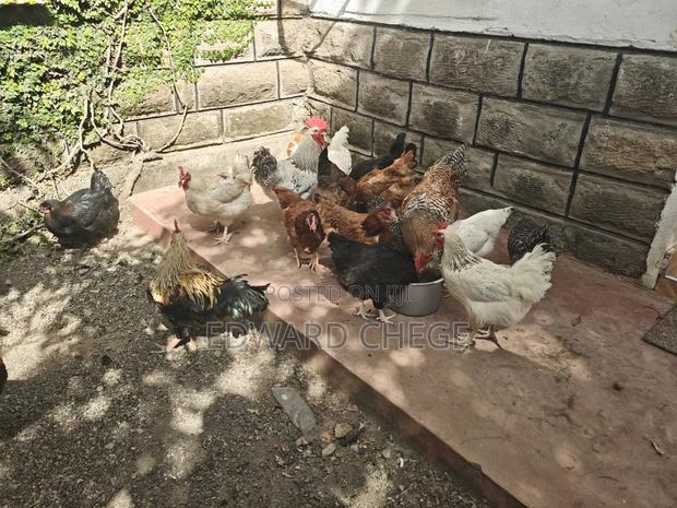 Improved Kienyeji Chicken