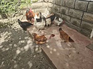 Improved Kienyeji Chicken