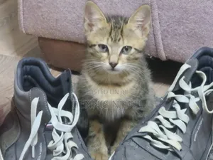1-3 months Male Mixed Breed Ocicat
