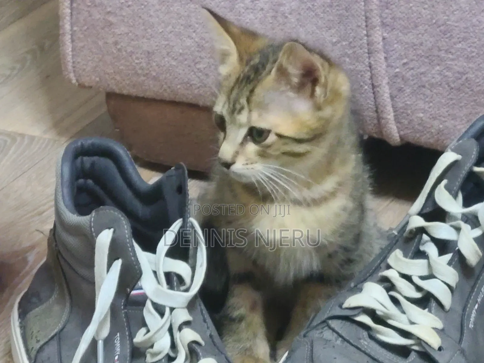 1-3 months Male Mixed Breed Ocicat