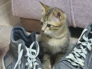 1-3 months Male Mixed Breed Ocicat