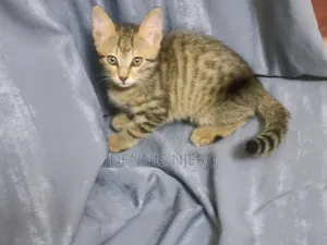1-3 months Male Mixed Breed Ocicat