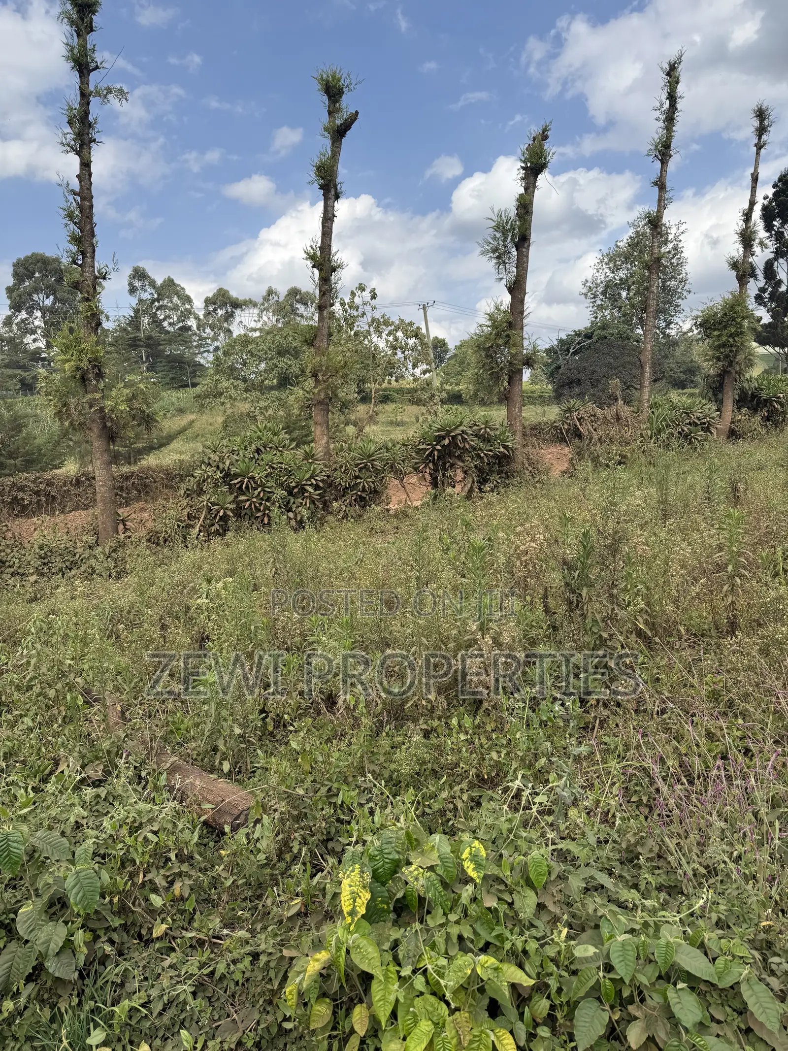 Quarter Acre Bondeni