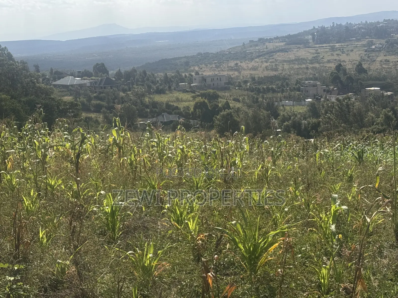 Two Acres Kibiku