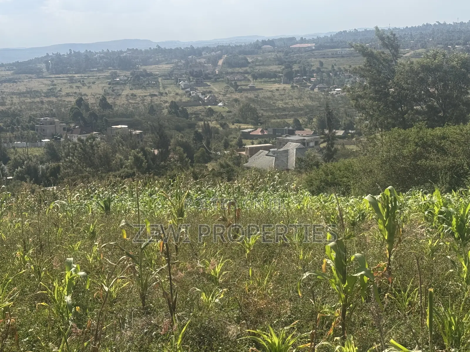 Two Acres Kibiku
