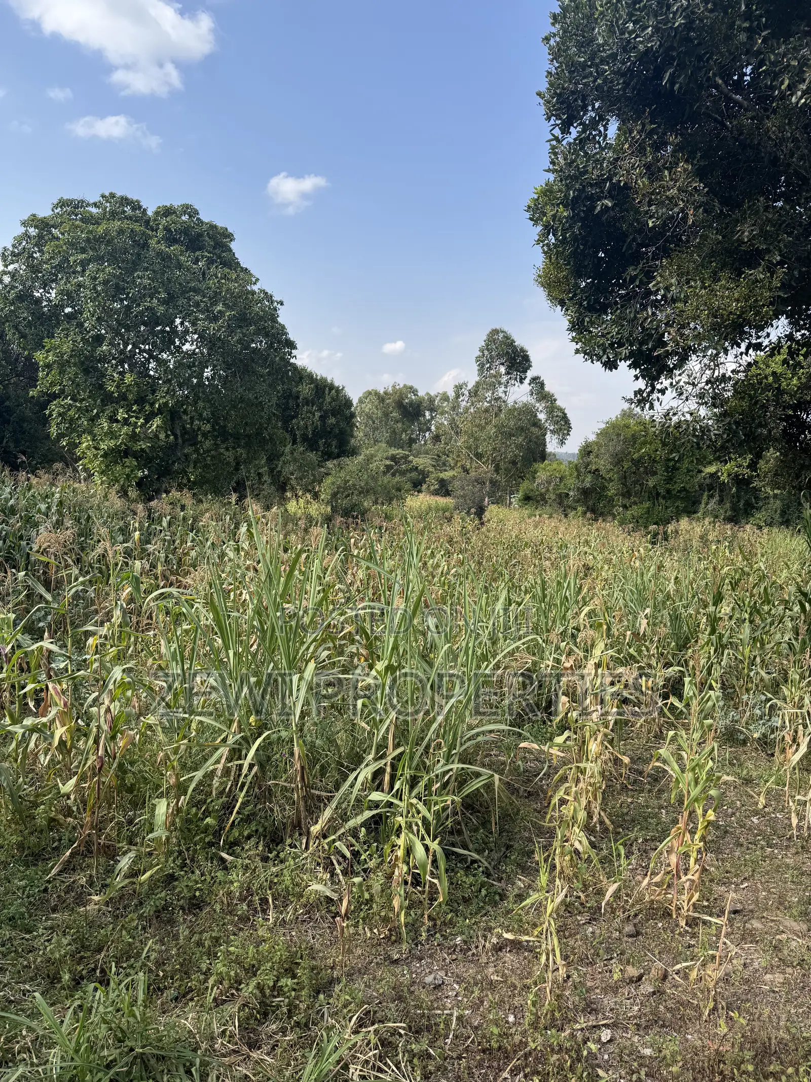 One Acre Olepolos