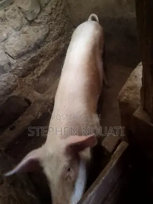 Boar for Sale