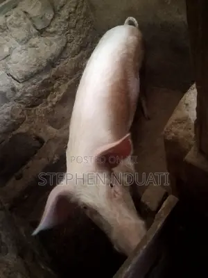 Boar for Sale