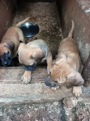 1-3 months Male Purebred Boerboel