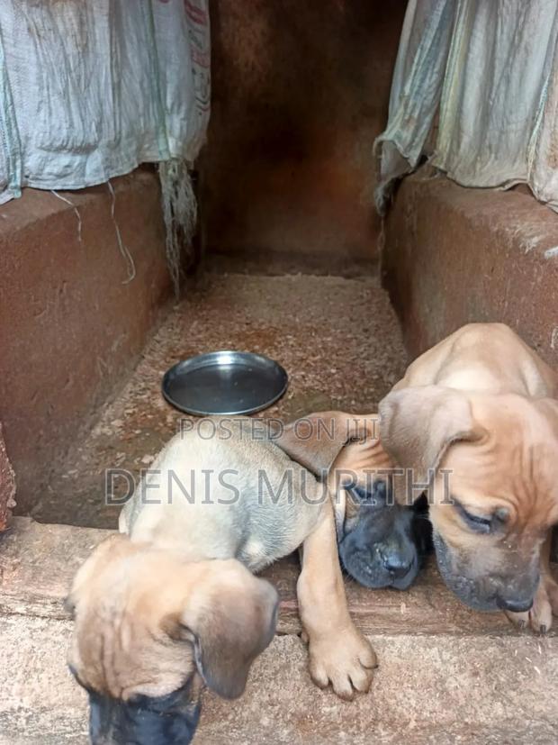1-3 months Male Purebred Boerboel - thumbnail 2
