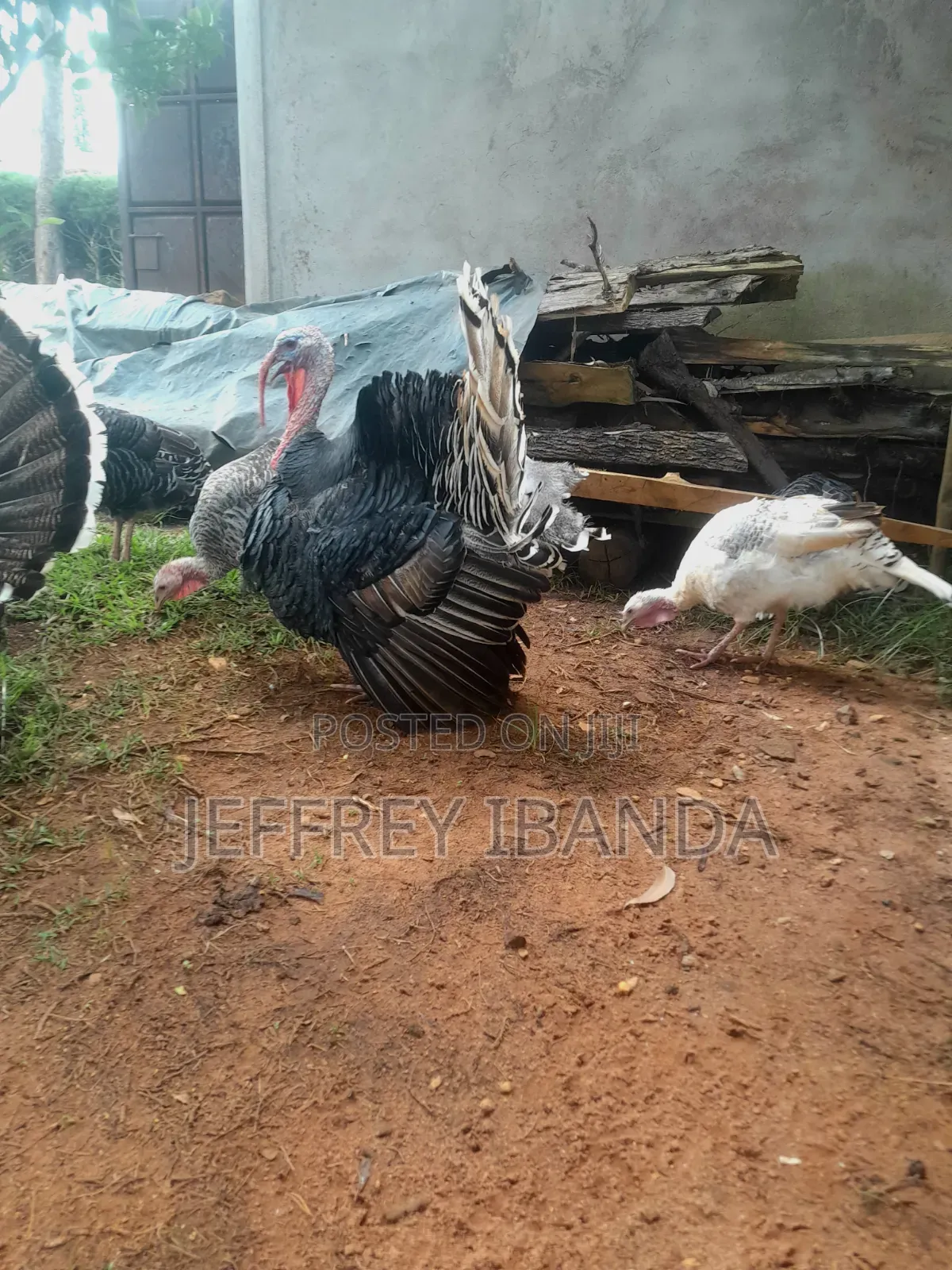 Mature Turkeys
