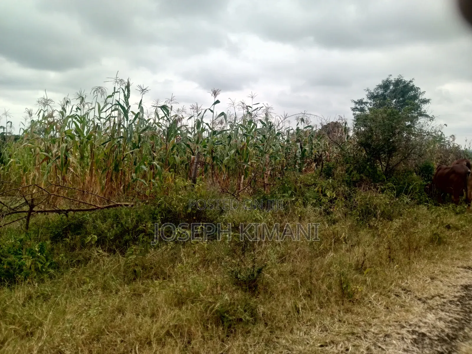 Half of an Acre