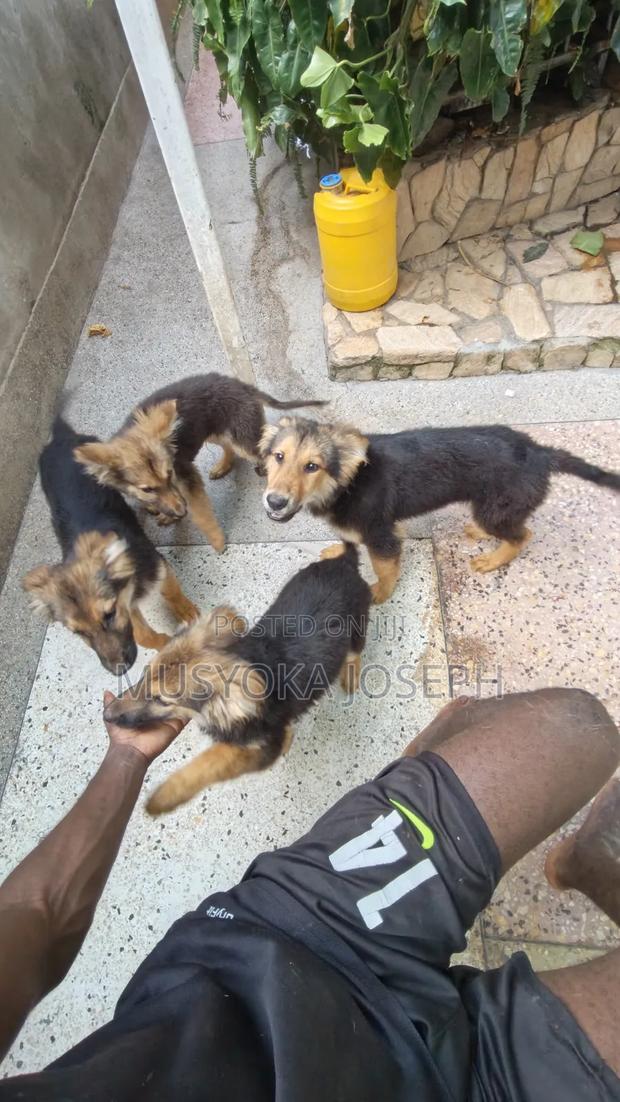 3-6 months Male Purebred German Shepherd - thumbnail 2