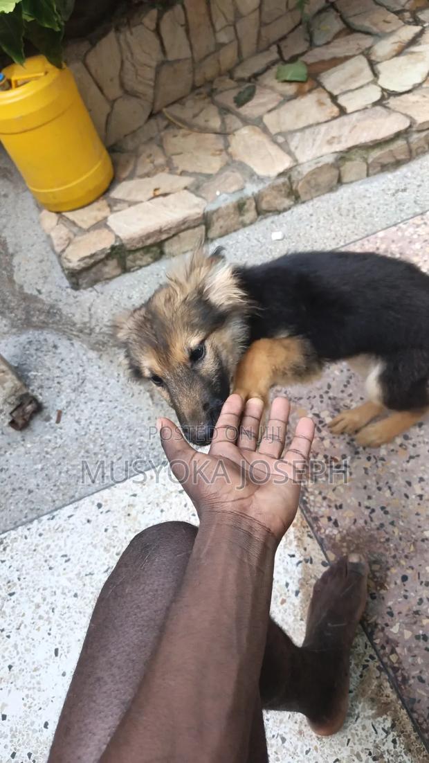3-6 months Male Purebred German Shepherd - thumbnail 3