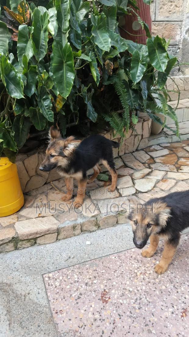 3-6 months Male Purebred German Shepherd