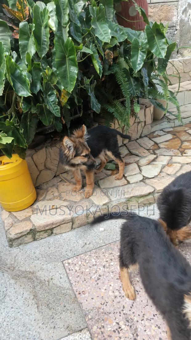 3-6 months Male Purebred German Shepherd - thumbnail 4