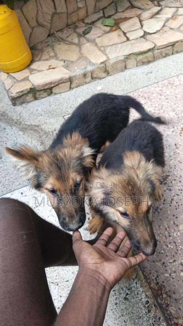 3-6 months Male Purebred German Shepherd - thumbnail 5