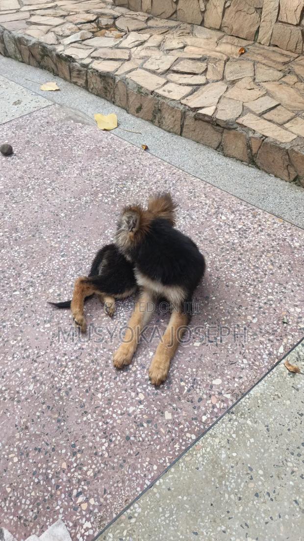 3-6 months Male Purebred German Shepherd - thumbnail 6