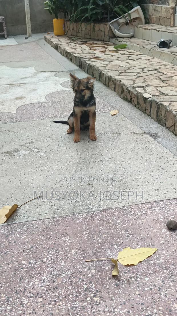 3-6 months Male Purebred German Shepherd - thumbnail 7