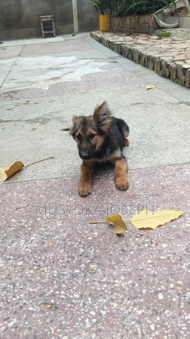 3-6 months Male Purebred German Shepherd - thumbnail 8