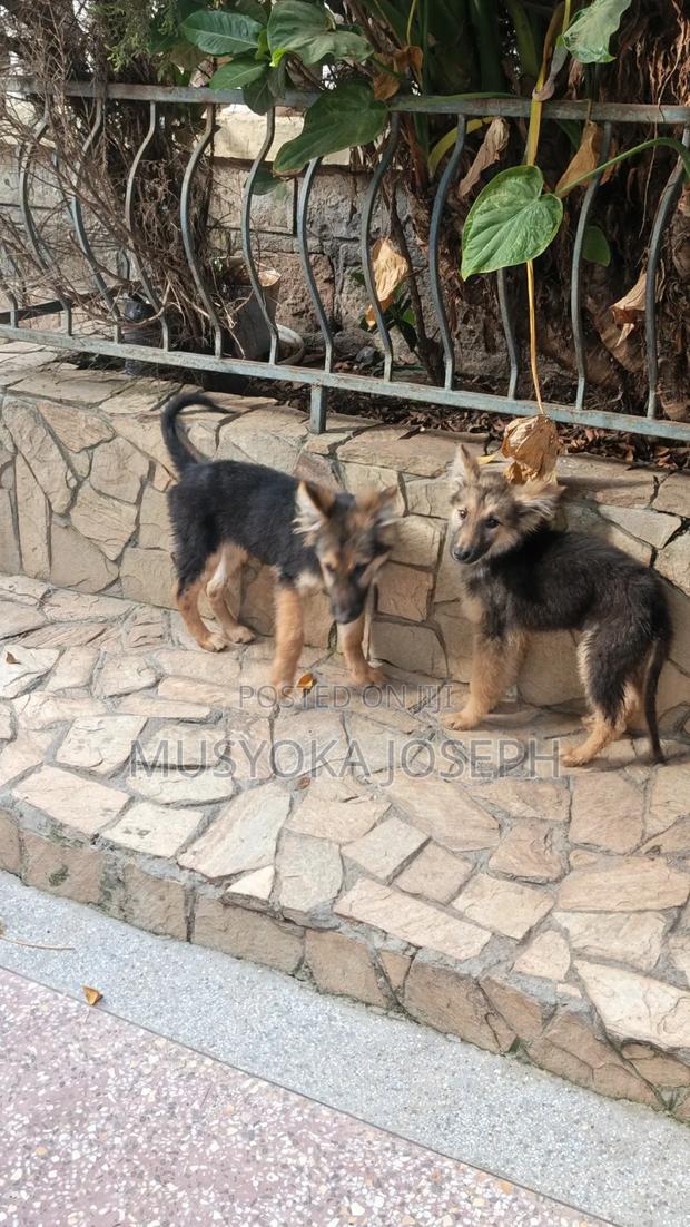 3-6 months Male Purebred German Shepherd - thumbnail 9