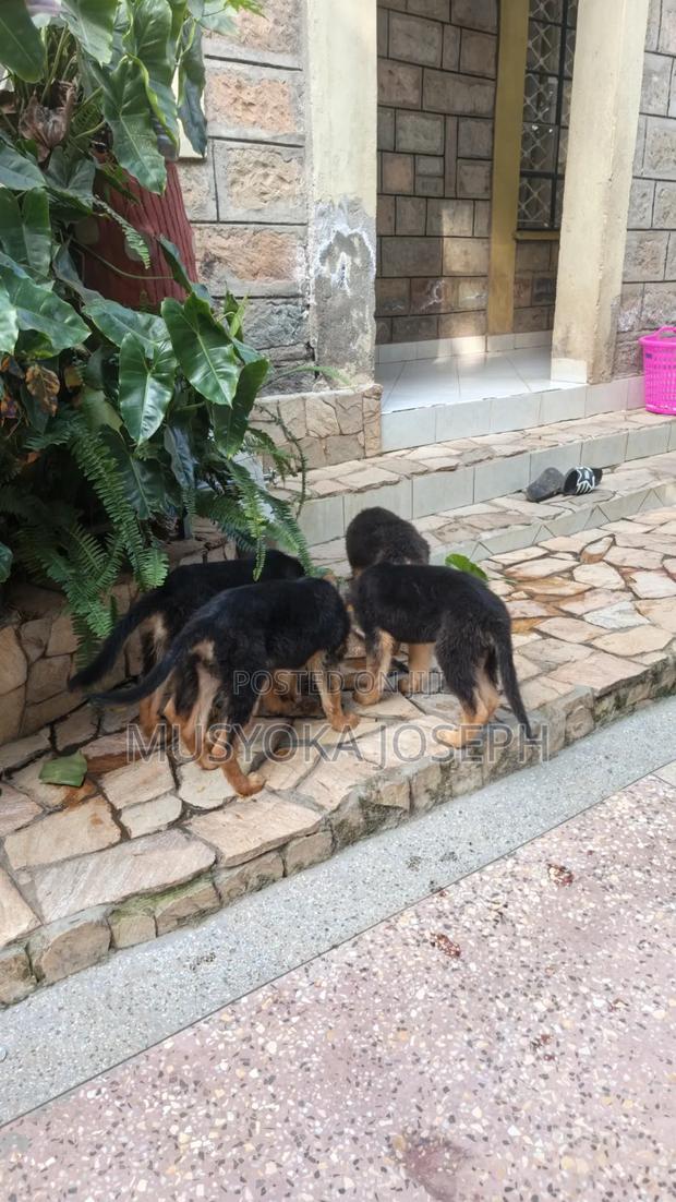3-6 months Male Purebred German Shepherd - thumbnail 10