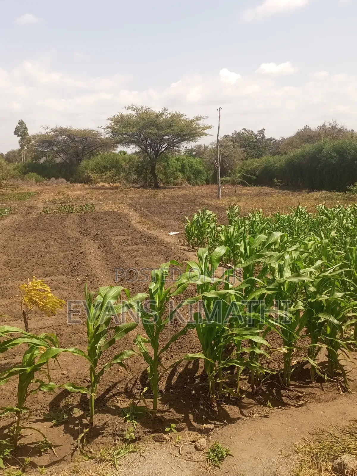 Plots for Sale