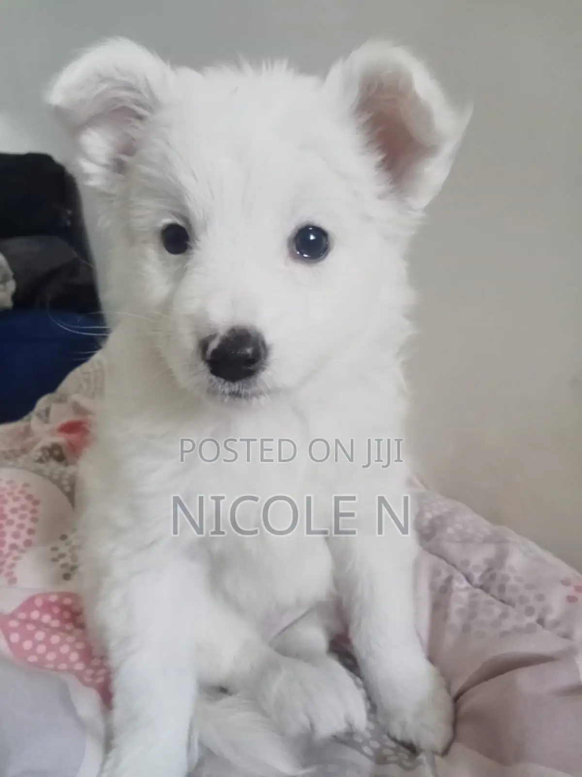 3-6 months Male Purebred Chihuahua