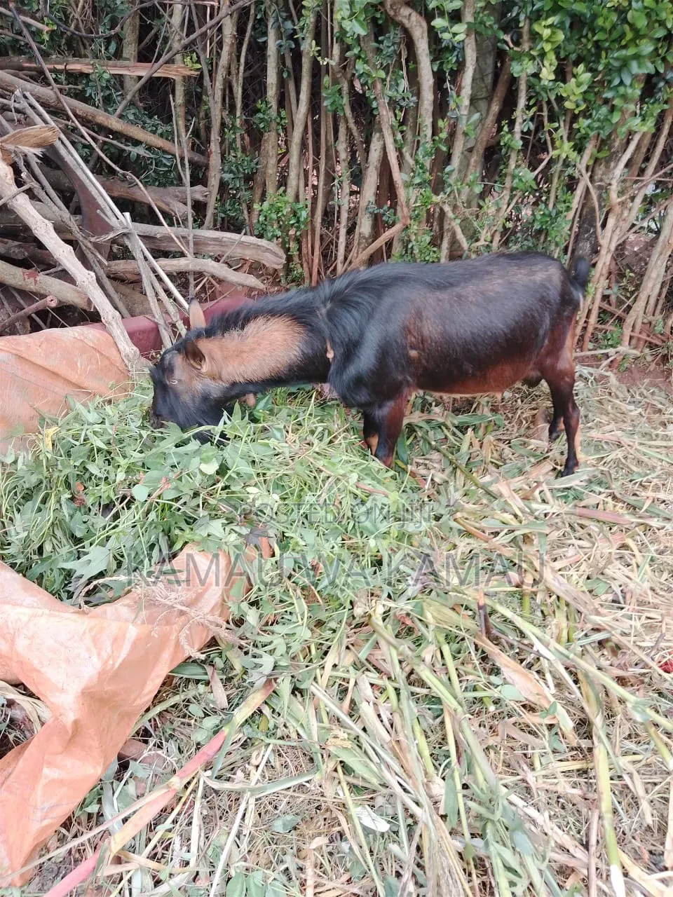 Male Goats for Sale