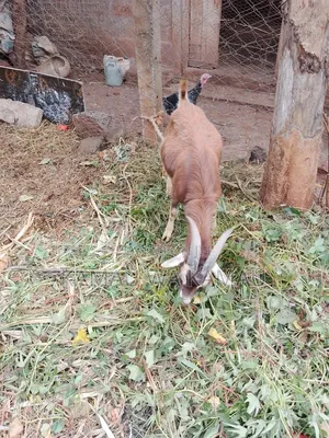 Male Goats for Sale