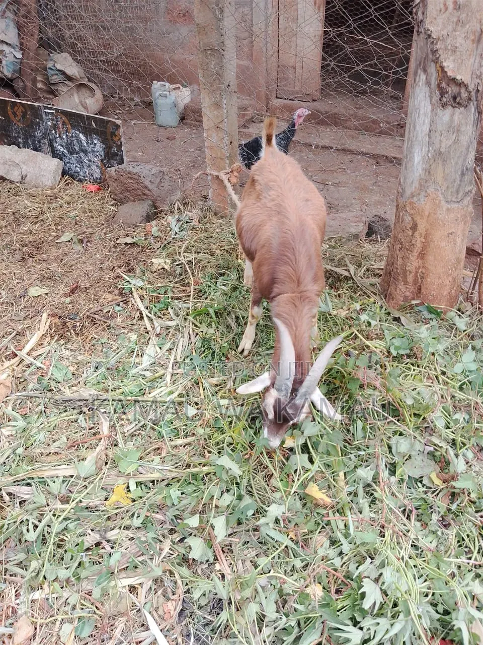 Male Goats for Sale