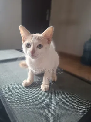 1-3 months Female Mixed Breed British Shorthair