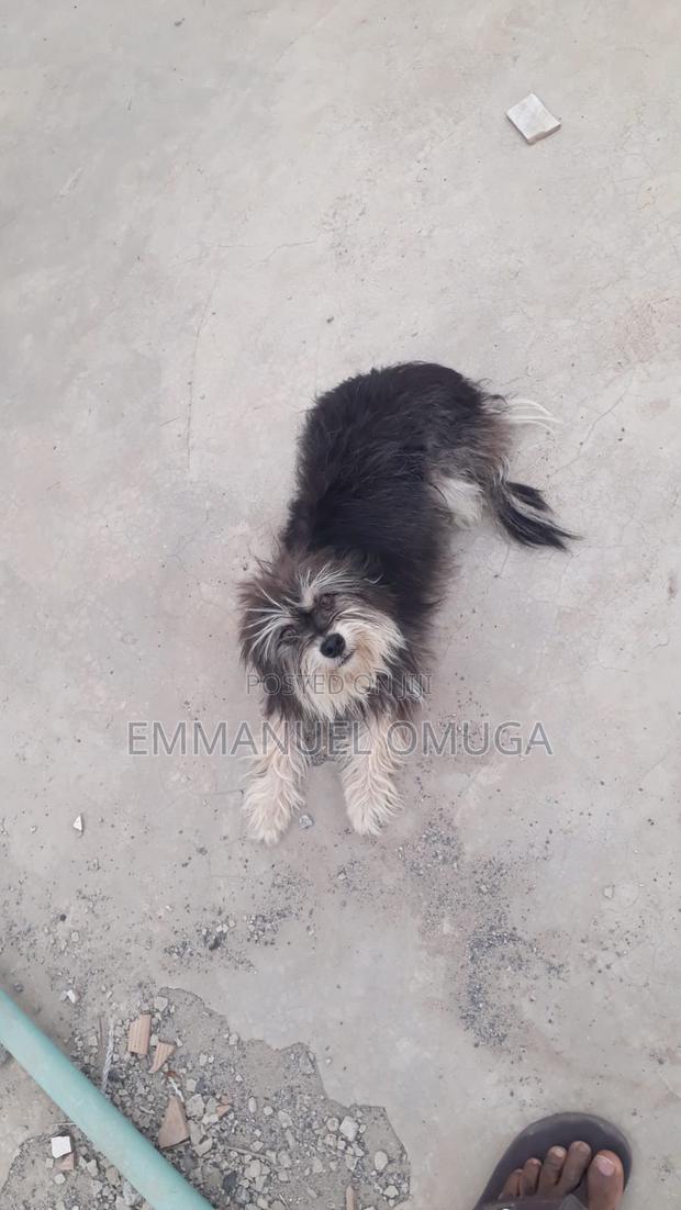 6-12 months Male Purebred Maltese