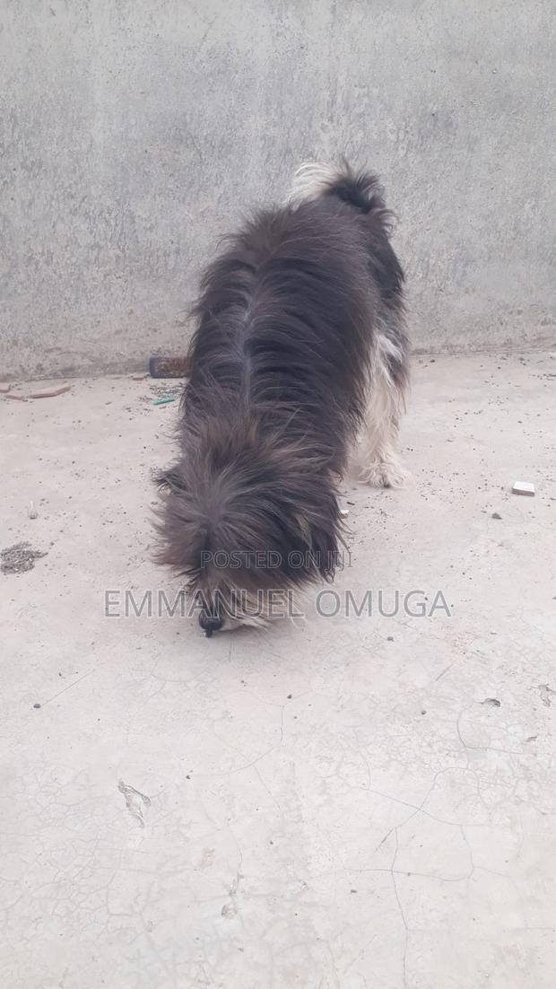 6-12 months Male Purebred Maltese - thumbnail 2